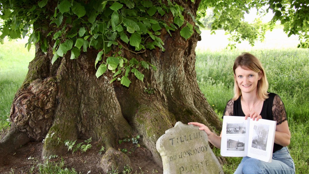 Le tilleul du Joncquoy,&nbsp;Nord