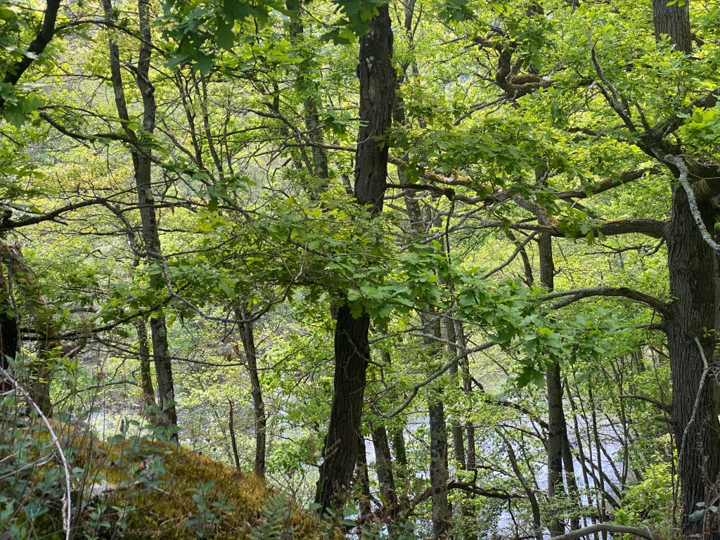 Bagalad - Gorges de la Sioule, Auvergne, Puy-de-Dôme